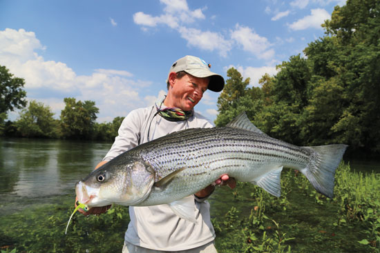 fly fishing for striped bass